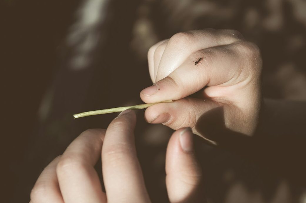field botanist cutting a plant stem with a small knife