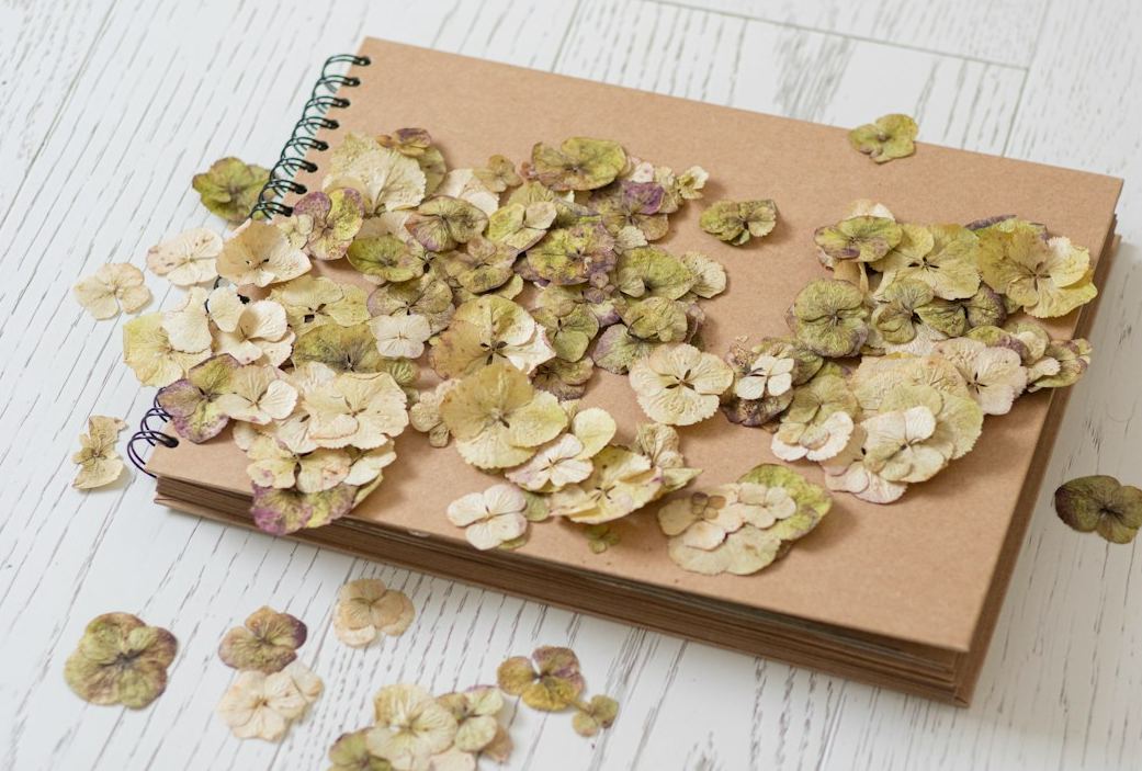 plant press with pressed botanical specimens